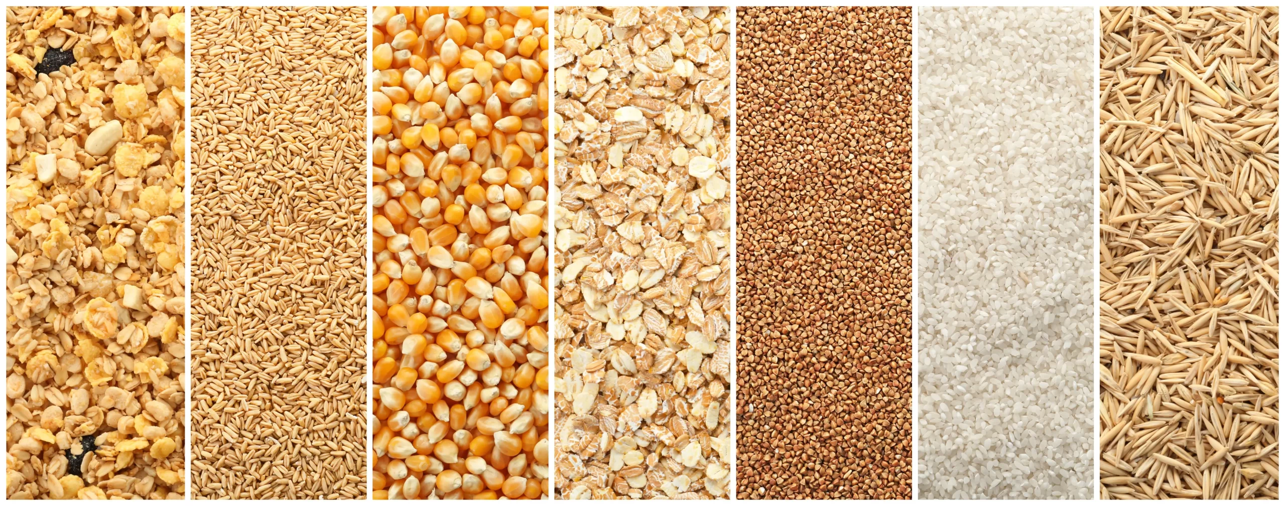 Organic grains, seeds and pulses side by side